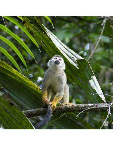 Amazonía Ecuatoriana- Cuyabeno Lodge