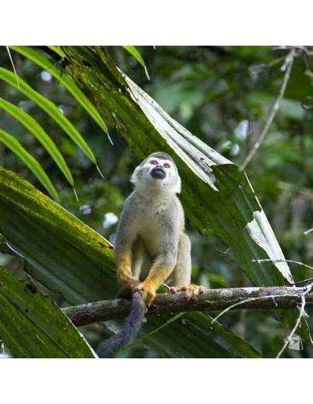 Amazonía Ecuatoriana- Cuyabeno Lodge