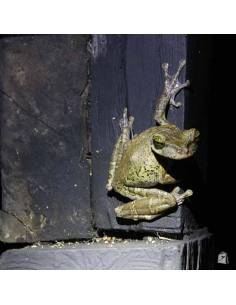 Amazonía Ecuatoriana- Cuyabeno Lodge 2