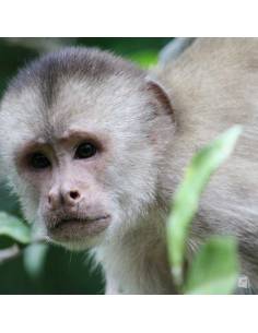Amazonía Ecuatoriana- Cuyabeno Lodge