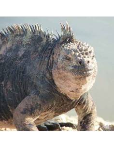 Iguana Santa Cruz Galápagos