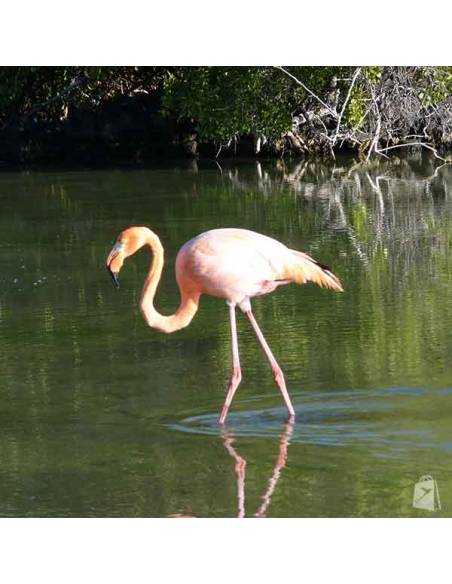Flamingo Santa Cruz Galápagos