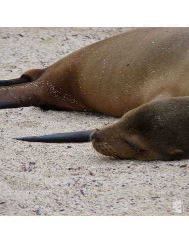 Lobo marino islas Galápagos