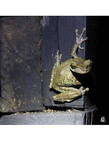 Rana Amazonía Ecuatoriana