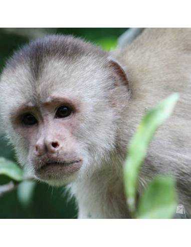 Amazonía Ecuatoriana- Cuyabeno Lodge