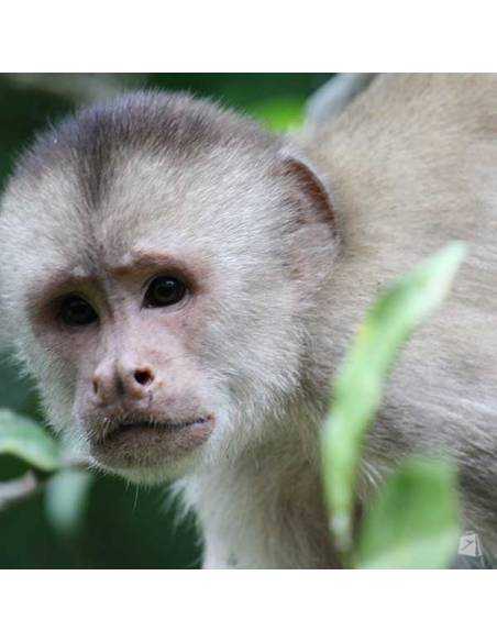 Amazonía Ecuatoriana- Cuyabeno Lodge
