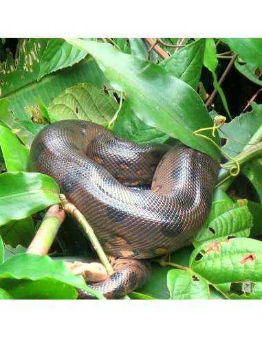 Fauna en Cuyabeno Lodge