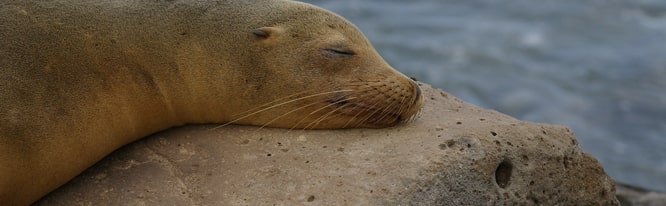 Tour islas Gal&aacute;pagos 